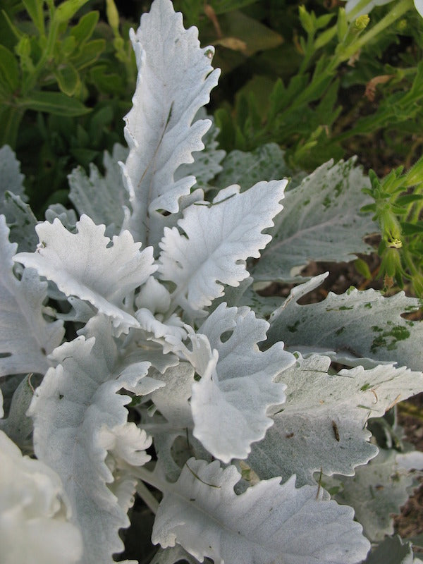 Dusty Miller Flat Leaf
