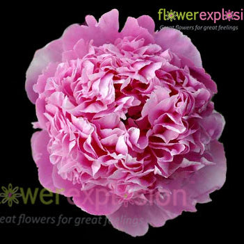 Edulis Superba Hot Pink Peony