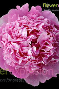 Edulis Superba Hot Pink Peony