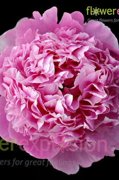 Edulis Superba Hot Pink Peony