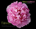 Edulis Superba Hot Pink Peony