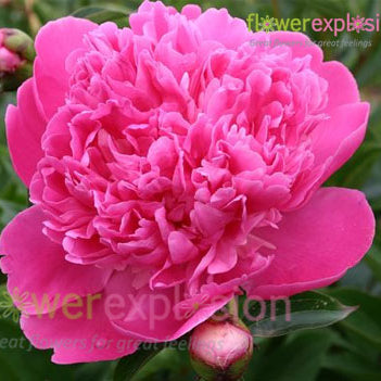 Edulis Superba Hot Pink Peony
