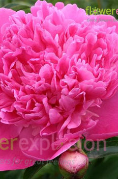 Edulis Superba Hot Pink Peony