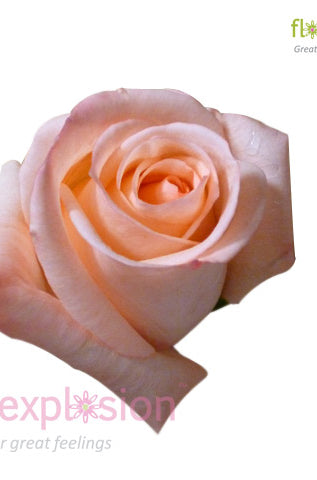 Engagement Pink Rose