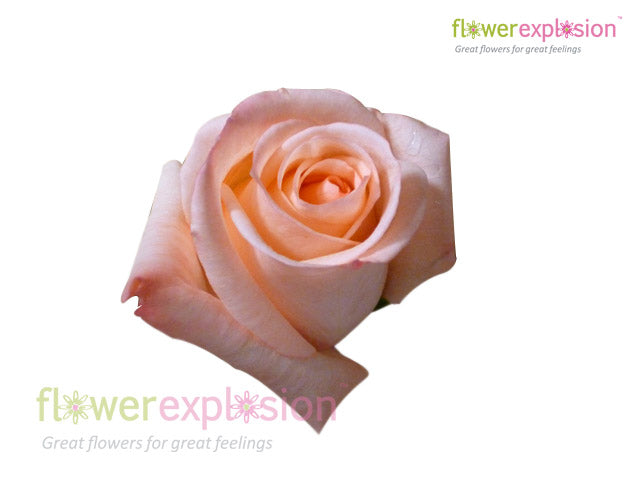 Engagement Pink Rose