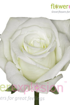 Escimo White Rose