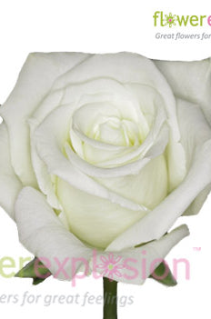 Escimo White Rose