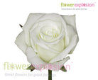 Escimo White Rose