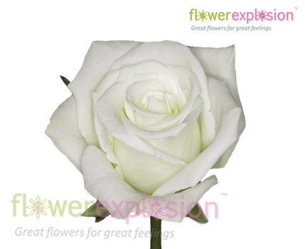 Escimo White Rose