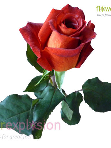 Estelle Terracotta & Cream Rose