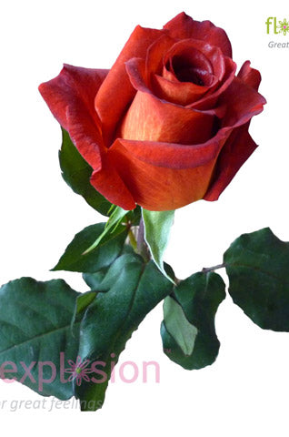 Estelle Terracotta & Cream Rose