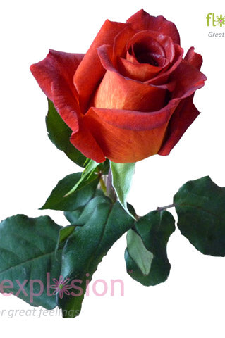 Estelle Terracotta & Cream Rose