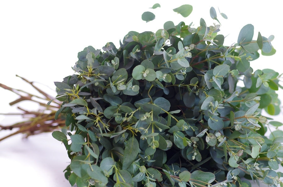 Eucalyptus Moon Lagoon