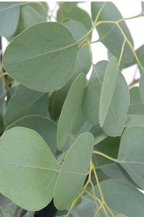 Eucalyptus Silver Dollar