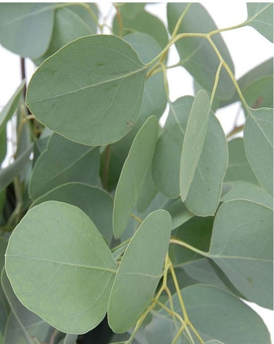 Eucalyptus Silver Dollar