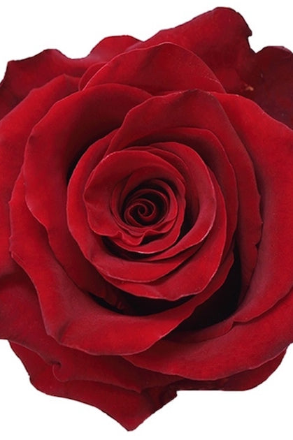 Royal Red Explorer Rose