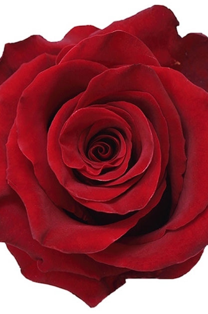 Royal Red Explorer Rose