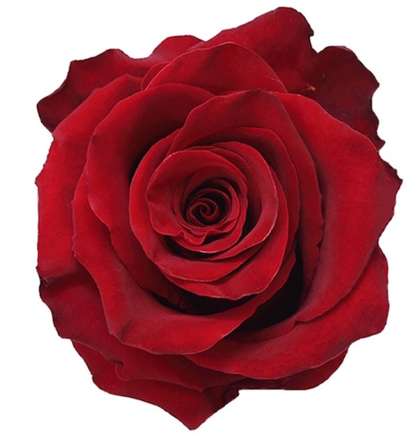 Royal Red Explorer Rose