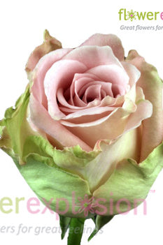 Faith Lavender Antique Rose