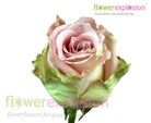 Faith Lavender Antique Rose