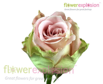 Faith Lavender Antique Rose