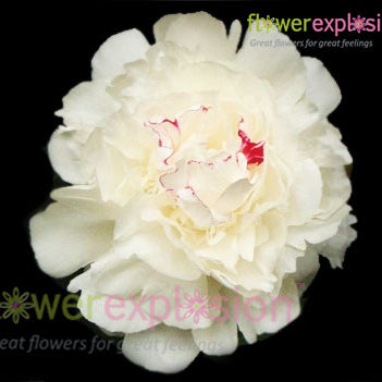 Festiva Maxima Peony