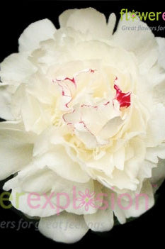 Festiva Maxima Peony