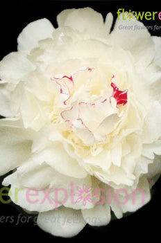 Festiva Maxima Peony