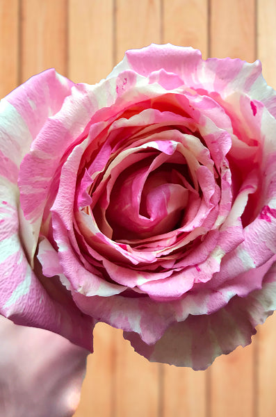 Fiesta Novelty Rose