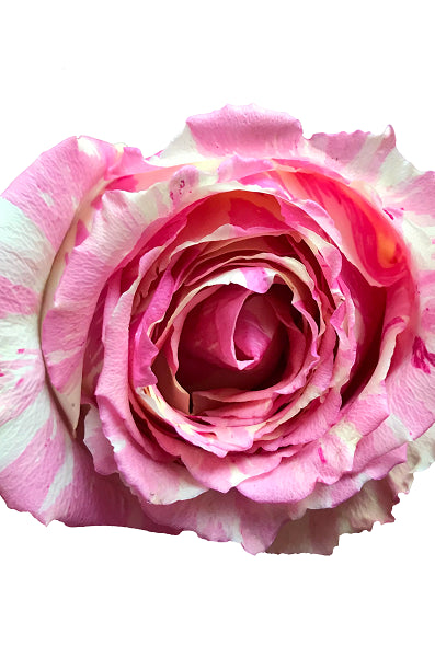 Fiesta Rose