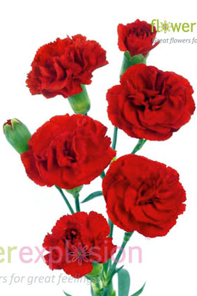 Red Mini Carnations