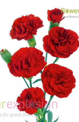 Red Mini Carnations