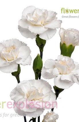 White Mini Carnations