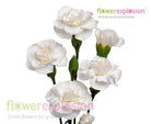 White Mini Carnations