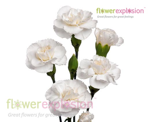 White Mini Carnations