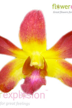 Yellow & Red Dendrobium