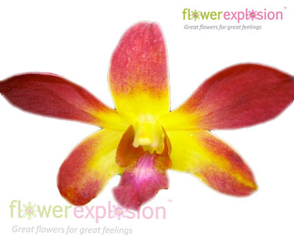 Yellow & Red Dendrobium