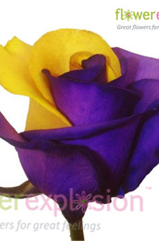 Purple & Yellow Tinted Rose