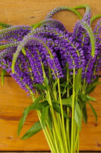 Filler - Purple Veronicas