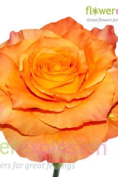 Free Spirit Orange Garden Rose