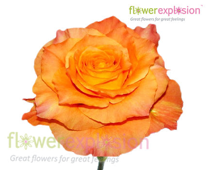 Free Spirit Orange Garden Rose