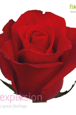 Freedom Red Rose