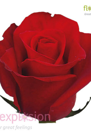Freedom Red Rose