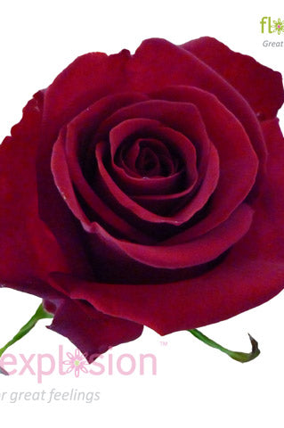 Freedom Red Rose
