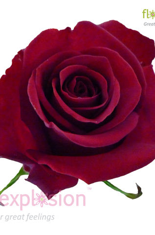 Freedom Red Rose
