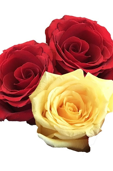 Yellow and Red Roses Medley