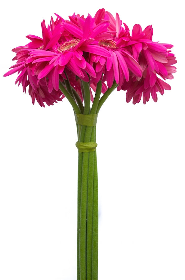 Fuchsia Hot Pink Gerberas