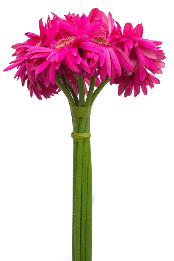 Fuchsia Hot Pink Gerberas