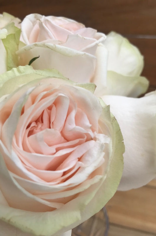 garden spirit light peach rose