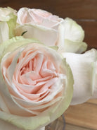 garden spirit light peach rose